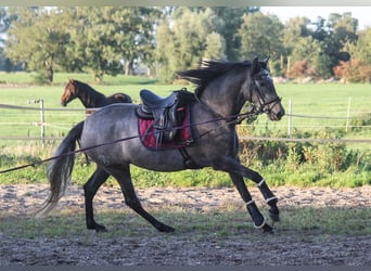 PRE Mix, Klacz, 3 lat, 166 cm, Siwa