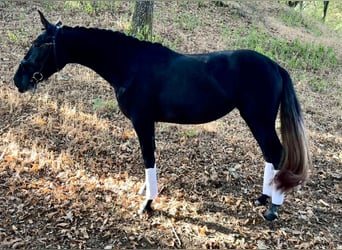 PRE Mix, Klacz, 3 lat, 167 cm, Siwa