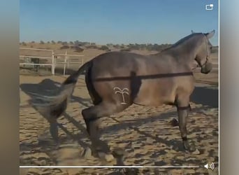 PRE Mix, Klacz, 3 lat, 175 cm, Siwa w hreczce