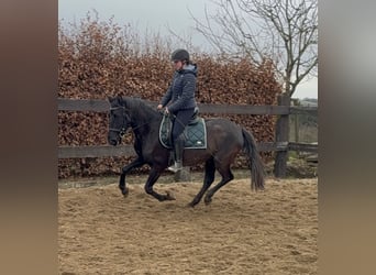 PRE Mix, Klacz, 4 lat, 153 cm, Kara