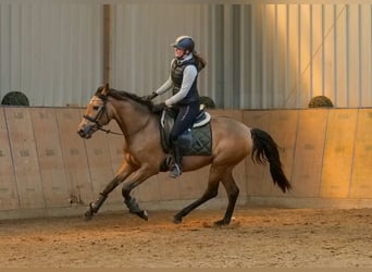 PRE Mix, Klacz, 4 lat, 154 cm, Bułana