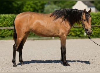 PRE Mix, Klacz, 4 lat, 154 cm, Bułana