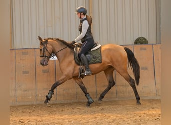 PRE Mix, Klacz, 4 lat, 154 cm, Bułana