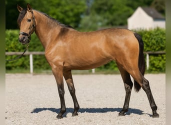 PRE Mix, Klacz, 4 lat, 154 cm, Bułana