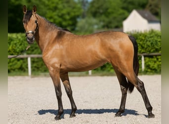 PRE Mix, Klacz, 4 lat, 154 cm, Bułana