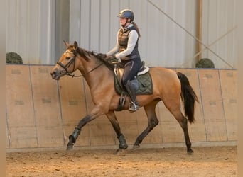 PRE Mix, Klacz, 4 lat, 154 cm, Bułana