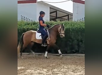 PRE, Klacz, 4 lat, 155 cm, Formy Brown Falb