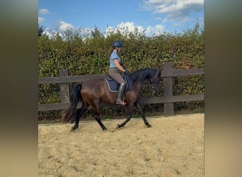 PRE, Klacz, 4 lat, 155 cm, Kara