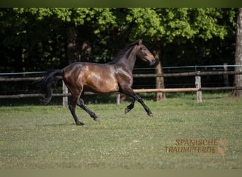 PRE, Klacz, 4 lat, 156 cm, Gniada
