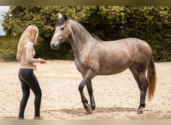 PRE, Klacz, 4 lat, 157 cm, Formy Brown Falb