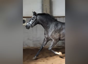 PRE Mix, Klacz, 4 lat, 157 cm, Siwa