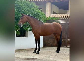 PRE, Klacz, 4 lat, 158 cm, Ciemnogniada