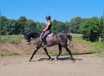 PRE Mix, Klacz, 4 lat, 158 cm, Formy Brown Falb