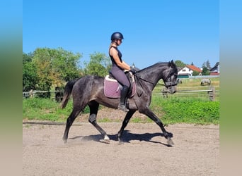 PRE Mix, Klacz, 4 lat, 158 cm, Formy Brown Falb