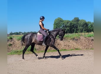 PRE Mix, Klacz, 4 lat, 158 cm, Formy Brown Falb