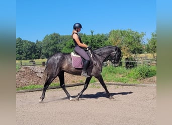 PRE Mix, Klacz, 4 lat, 158 cm, Formy Brown Falb