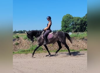 PRE Mix, Klacz, 4 lat, 158 cm, Formy Brown Falb