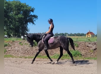 PRE Mix, Klacz, 4 lat, 158 cm, Formy Brown Falb