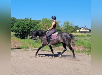 PRE Mix, Klacz, 4 lat, 158 cm, Formy Brown Falb