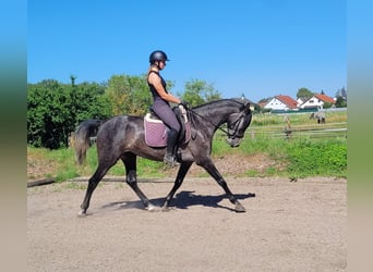 PRE Mix, Klacz, 4 lat, 158 cm, Formy Brown Falb
