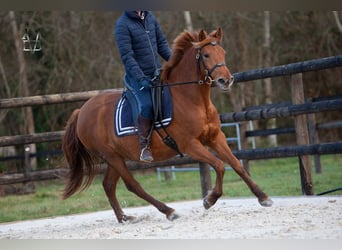 PRE Mix, Klacz, 4 lat, 158 cm, Kasztanowata