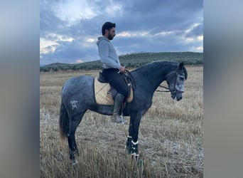 PRE Mix, Klacz, 4 lat, 158 cm, Siwa jabłkowita