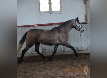 PRE Mix, Klacz, 4 lat, 158 cm, Siwa