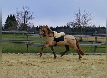 PRE, Klacz, 4 lat, 159 cm, Perłowa