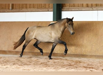 PRE Mix, Klacz, 4 lat, 159 cm, Siwa