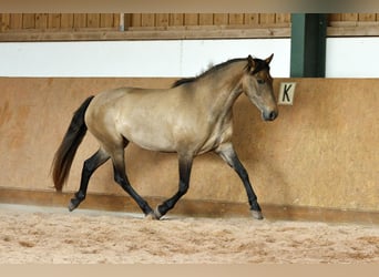PRE Mix, Klacz, 4 lat, 159 cm, Siwa