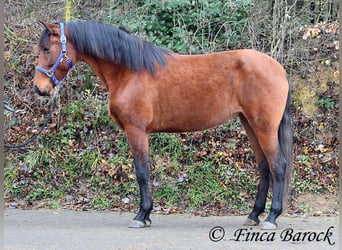 PRE Mix, Klacz, 4 lat, 160 cm, Gniada