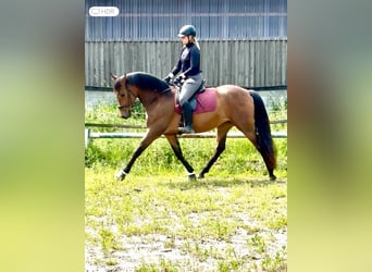 PRE Mix, Klacz, 4 lat, 160 cm, Gniada