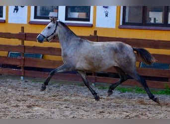 PRE, Klacz, 4 lat, 160 cm, Siwa jabłkowita