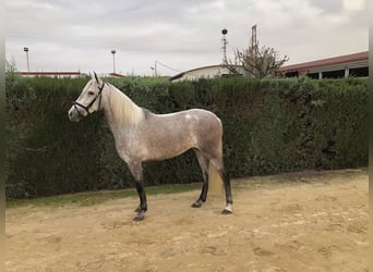 PRE, Klacz, 4 lat, 160 cm, Siwa