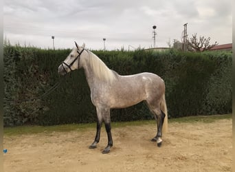 PRE, Klacz, 4 lat, 160 cm, Siwa