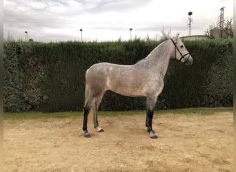 PRE, Klacz, 4 lat, 160 cm, Siwa