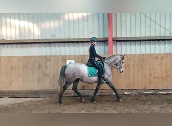 PRE Mix, Klacz, 4 lat, 160 cm, Siwa