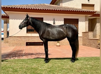PRE, Klacz, 4 lat, 161 cm, Siwa