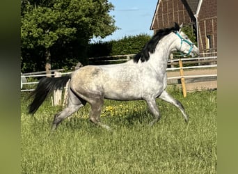 PRE, Klacz, 4 lat, 161 cm, Stalowosiwy