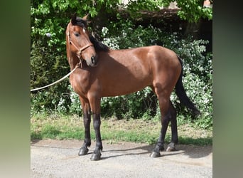 PRE Mix, Klacz, 4 lat, 162 cm, Gniada