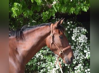 PRE Mix, Klacz, 4 lat, 162 cm, Gniada