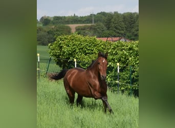 PRE Mix, Klacz, 4 lat, 162 cm, Gniada