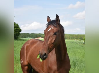 PRE Mix, Klacz, 4 lat, 162 cm, Gniada