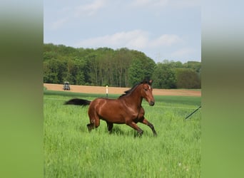 PRE Mix, Klacz, 4 lat, 162 cm, Gniada