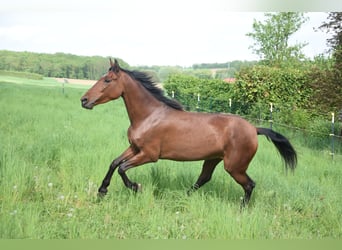 PRE Mix, Klacz, 4 lat, 162 cm, Gniada