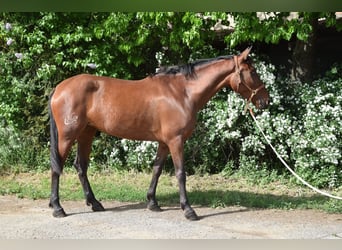 PRE Mix, Klacz, 4 lat, 162 cm, Gniada