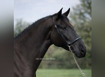 PRE Mix, Klacz, 4 lat, 162 cm, Kara