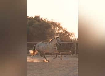 PRE, Klacz, 4 lat, 162 cm, Siwa