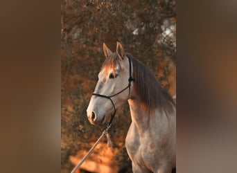 PRE, Klacz, 4 lat, 162 cm, Siwa