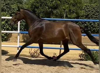 PRE, Klacz, 4 lat, 163 cm, Ciemnogniada